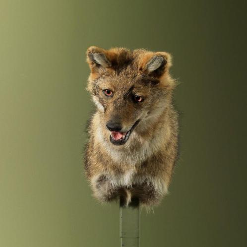 Jakhals Taxidermie Opgezette Dieren By Max, Verzamelen, Dierenverzamelingen, Opgezet dier, Nieuw, Wild dier, Ophalen of Verzenden