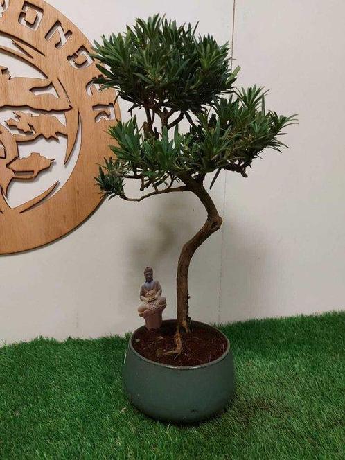 Boeddha-den bonsai (Podocarpus macrophyllus) - Hoogte, Antiek en Kunst, Curiosa en Brocante