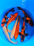 Hirasawa Marusei  40-50 cm (Japanse Koi), Dieren en Toebehoren, Vissen | Vijvervissen, Karper of Koi