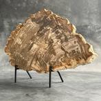 C- Prachtig groot stuk versteend hout op een op maat, Antiek en Kunst