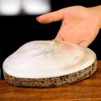 Exquise sieradendoos: Panapea-schelp met zwart fluweel en, Nieuw