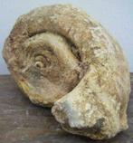 versteende schelp, fossiel schelp, mollusk, slakkenhuis, Ophalen of Verzenden, Mineraal