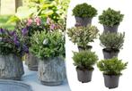 Hebe mix met 6 verschillende planten (15 cm)