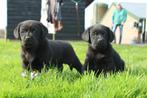 Hele mooi labrador pups met Stamboom HD en ED vrij, Parvo, Nederland, 8 tot 15 weken, Labrador retriever