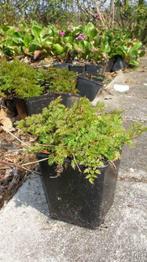 Geitebaard , Aruncus dioicus / aethusifolius  P9 vaste plant, Tuin en Terras, Planten | Tuinplanten, Ophalen of Verzenden, Zomer