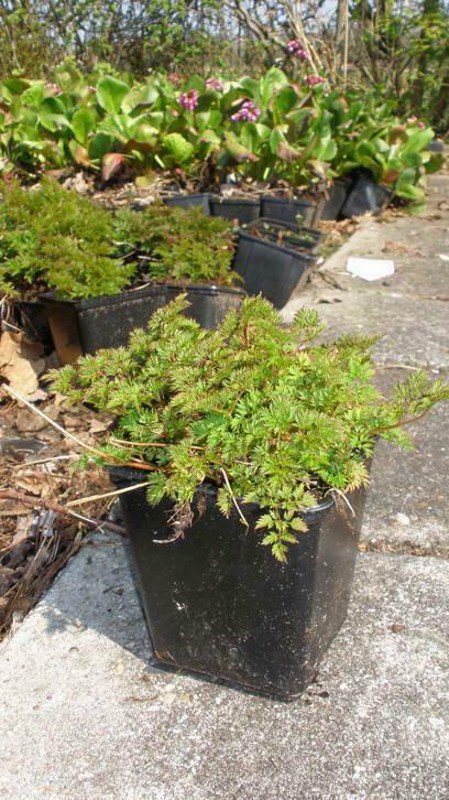 Geitebaard , Aruncus dioicus / aethusifolius  P9 vaste plant, Tuin en Terras, Planten | Tuinplanten, Vaste plant, Halfschaduw
