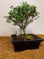Japanese holly bonsai (Ilex crenata) - Hoogte (boom): 25 cm