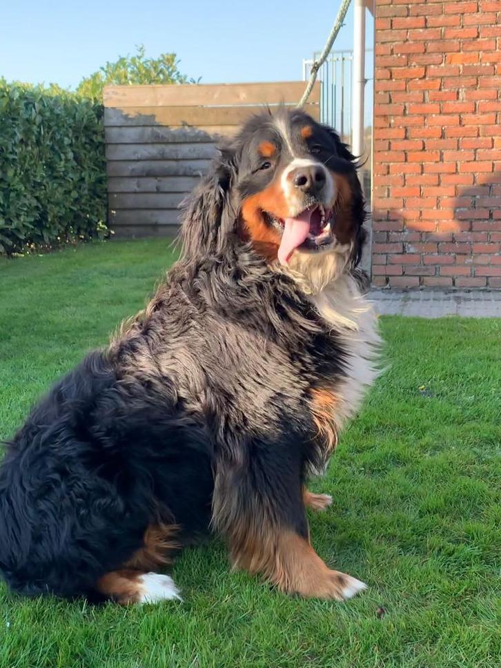 Berner sennen dekreuen HD A  ED vrij met stamboom, Dieren en Toebehoren, Honden | Dekreuen, Meerdere, Reu, CDV (hondenziekte)