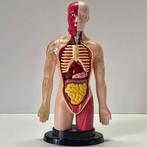 Anatomisch model - Kunststof - Tweede helft 20e eeuw, Antiek en Kunst