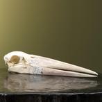 Maraboe Schedel Taxidermie Opgezette Dieren By Max, Ophalen of Verzenden, Nieuw, Vogel, Opgezet dier