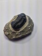 Trilobiet - Gefossiliseerd dier - Phacops - 8.5 cm (Zonder