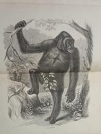 Paul B. Du Chaillu - Explorations and Adventures in