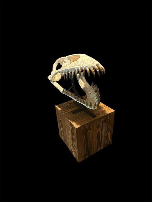 Plesiosaurus - Fossiele schedel - Zarafasaura Oceanis - 46, Verzamelen, Mineralen en Fossielen