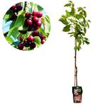 kersenboom Prunus avium Kordia Hoogte 120cm +, Tuin en Terras, Planten | Fruitbomen, Volle zon, Verzenden