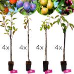 fruitbomen Appel Peer Kers Pruim + Pot 9cm 16, Verzenden, Volle zon