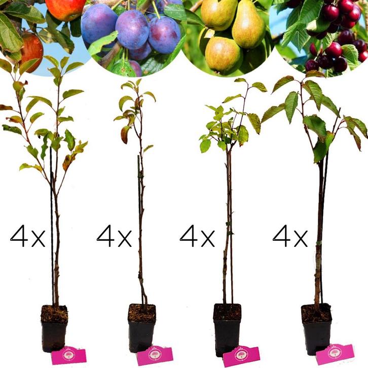 fruitbomen Appel Peer Kers Pruim + Pot 9cm 16, Tuin en Terras, Planten | Fruitbomen, Volle zon, Verzenden