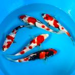 Vandaag open !! Veel Japan koi! Leonie’s Nishikigoi !!, Karper of Koi