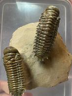 Trilobietplak - Fossiel skelet - Crotalocephalus gibbus - 20