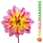 The Bulb Farmers - 12 x Dahlia Pacific Ocean - geel met ro, Verzenden, Voorjaar, Volle zon, Bloembol