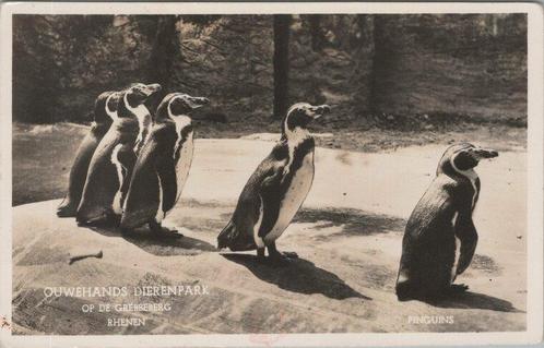 RHENEN - Ouwehands Dierenpark op de Grebbeberg, Verzamelen, Ansichtkaarten | Nederland, Verzenden