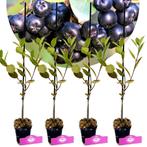 Aronia prunifolia Nero+ Pot 9cm 4 stuks, Tuin en Terras, Planten | Fruitbomen, Verzenden, Halfschaduw