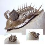 Doornige trilobiet - Gefossiliseerd dier - Erbenochile