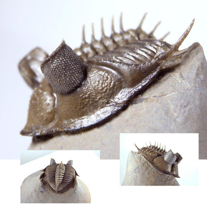 Doornige trilobiet - Gefossiliseerd dier - Erbenochile, Verzamelen, Mineralen en Fossielen