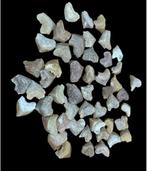 Haai - Fossiele tand - Tiburon Corax - 2.5 cm - 2.5 cm