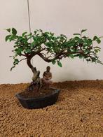 Japanese iep bonsai (Zelkova) - Hoogte (boom): 23 cm -
