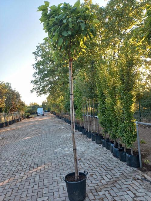 Catalpa bignonioides Nana bolcatalpa, Tuin en Terras, Planten | Bomen, Ophalen