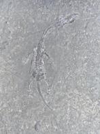 Reptiel - Gefossiliseerd dier - Keichousaurus
