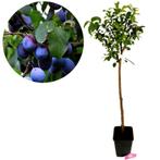 Prunus Domestica ‘Hauszwetsche’ + pot 23cm, Tuin en Terras, Planten | Fruitbomen, Verzenden, Volle zon