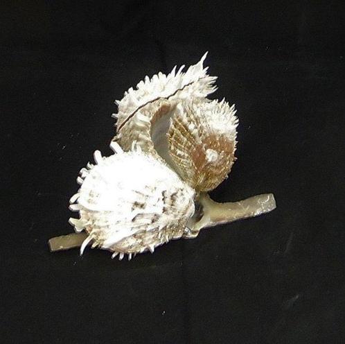 unieke mariene compositie: hamermossel en drie spondylus, Verzamelen, Dierenverzamelingen