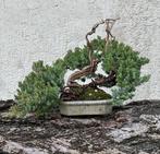 Jeneverbes bonsai (Juniperus) - Hoogte (boom): 16 cm -