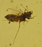 Birmese barnsteen - Fossiele cabochon - with Detailed