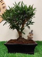 Boeddha-den bonsai (Podocarpus macrophyllus) - Hoogte