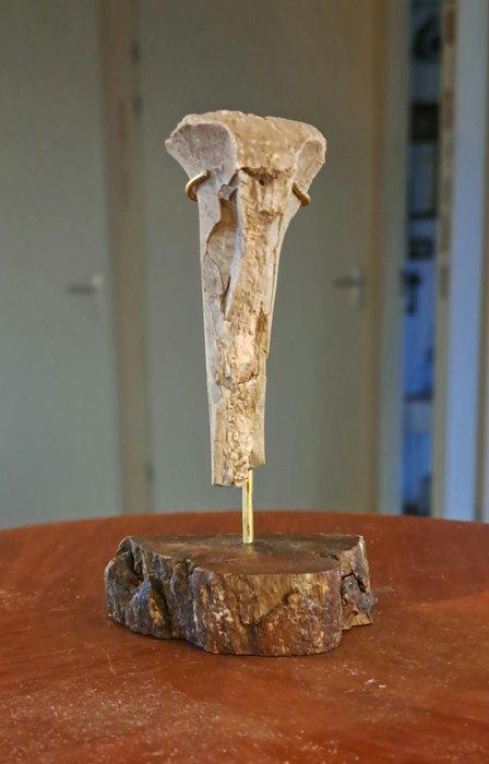 Dinictis Sabertooth Cat Nimvarid - Gedeelte van de ulna, Verzamelen, Mineralen en Fossielen