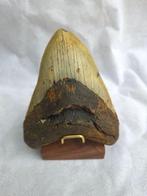 Megalodon tooth - Fossiele tand - Otodus Megalodon - 12.3 cm, Verzamelen