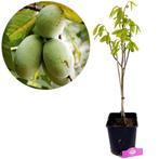 Asmina Triloba Pawpaw + pot 23cm, Tuin en Terras, Planten | Fruitbomen, Volle zon, Verzenden