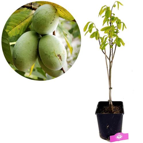 Asmina Triloba Pawpaw + pot 23cm, Tuin en Terras, Planten | Fruitbomen, Volle zon, Verzenden