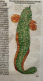 Conrad Gesner - Fischbuch - 1598