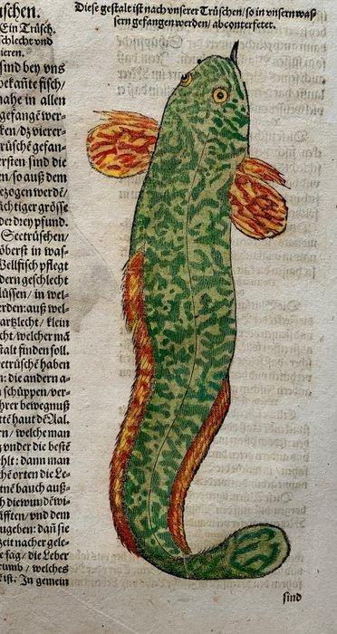 Conrad Gesner - Fischbuch - 1598, Antiek en Kunst, Antiek | Boeken en Bijbels