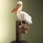 Roze Pelikaan Taxidermie Opgezette Dieren By Max, Ophalen of Verzenden, Nieuw, Vogel, Opgezet dier