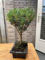 Boeddha-den bonsai (Podocarpus macrophyllus) - Hoogte