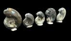 Ammoniet - Gefossiliseerd dier - Amonites (Zonder, Verzamelen, Mineralen en Fossielen
