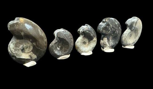 Ammoniet - Gefossiliseerd dier - Amonites (Zonder, Verzamelen, Mineralen en Fossielen
