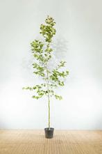 Platanus x hispanica hoogstam 18/20, Tuin en Terras