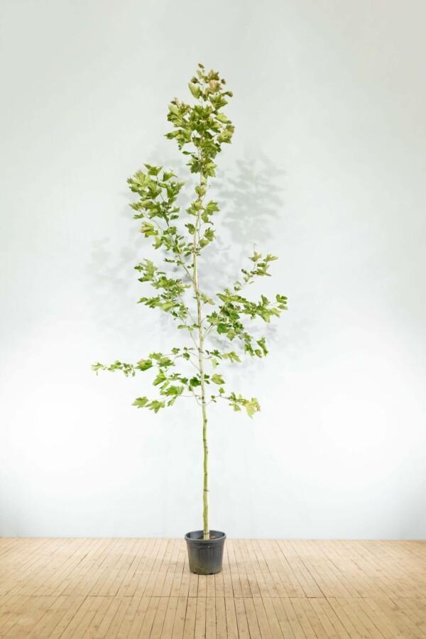 Platanus x hispanica hoogstam 18/20, Tuin en Terras, Planten | Tuinplanten