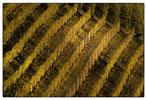 Franco Turcati - Langhe Autunno (407)