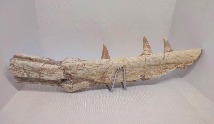 Fossiel fragment - Mandíbula de Mosassauro (Zonder, Verzamelen, Mineralen en Fossielen